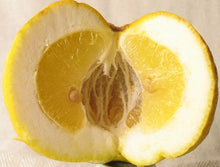 Carica l'immagine nel visualizzatore di Gallery, LIQUORE DI POMPIA AZIENDA AGRICOLA THOLOI BOTTIGLIA DI VETRO DA 20 CL          COD 0070