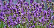 Charger l'image dans la galerie, FIORI DI LAVANDA SELVATICA