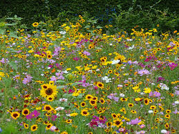 MILLEFIORI DI CAMPO COMUNI