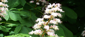FIORI DI CASTAGNO